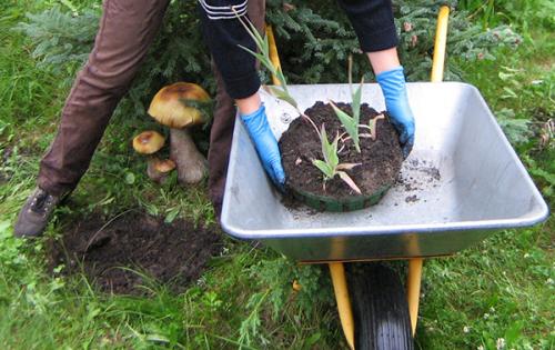 Как сделать корзину для луковичных своими руками. Посадим луковичные цветы в контейнер-решето 07