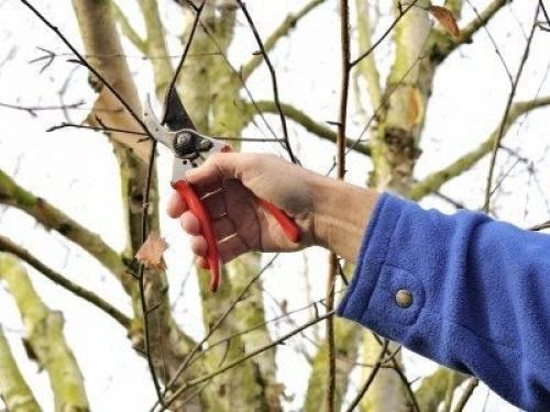 Формовочная обрезка березы. Cutting Back Birch Trees: How And When To Prune Birch Trees