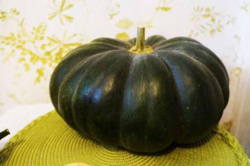 Сорта тыквы для сока.  Тыква «Мускат Прованса» – лучшая Тыква для приготовления сока