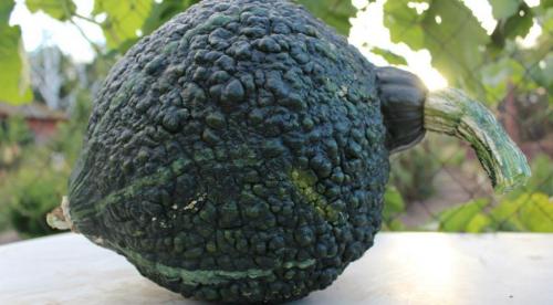 Тыква зеленого цвета сорт. Виды, разновидности и сорта тыквы: 30+ сортов с описанием и фото 12