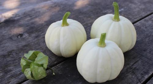 Тыква зеленого цвета сорт. Виды, разновидности и сорта тыквы: 30+ сортов с описанием и фото 11