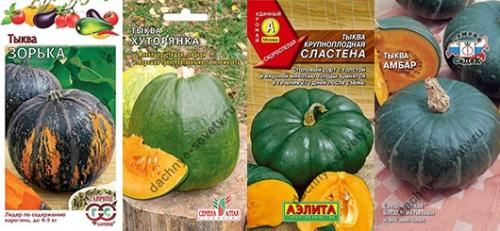 Тыква зеленого цвета сорт. Виды, разновидности и сорта тыквы: 30+ сортов с описанием и фото 17 Тыква зеленого цвета сорт. Виды, разновидности и сорта тыквы: 30+ сортов с описанием и фото 17