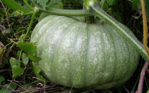 Тыква зеленого цвета сорт. Виды, разновидности и сорта тыквы: 30+ сортов с описанием и фото 21