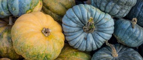 Тыква зеленого цвета сорт. Виды, разновидности и сорта тыквы: 30+ сортов с описанием и фото 19