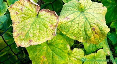 Желтые пятна на огурцах от чего. Желтые пятна на листьях огурцов 01