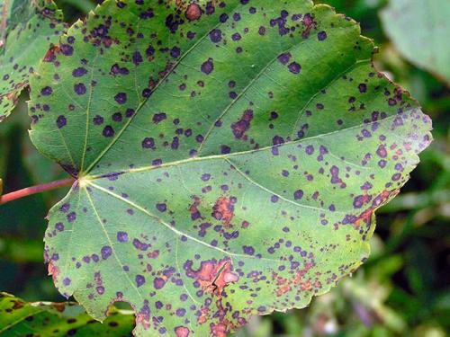 Желтые пятна на листьях цветов. Симптомы заболеваний растений