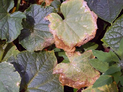 Желтые пятна на листьях цветов. Симптомы заболеваний растений