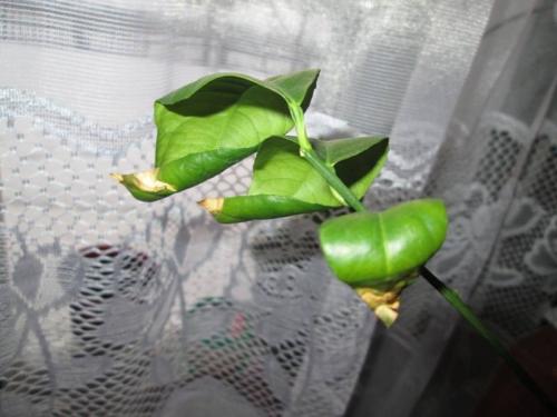 Желтые пятна на листьях лимона. Болезни лимона домашнего — причины и лечение