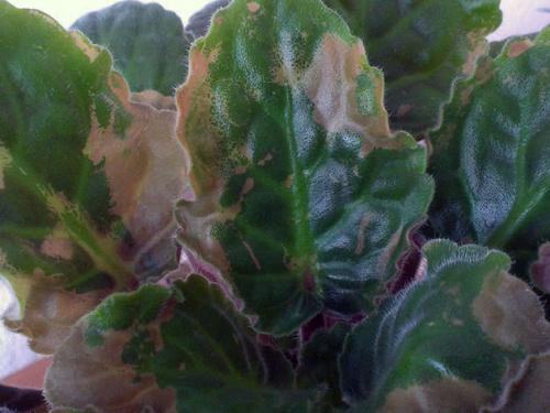 Желтые пятна на листьях цветов. Симптомы заболеваний растений