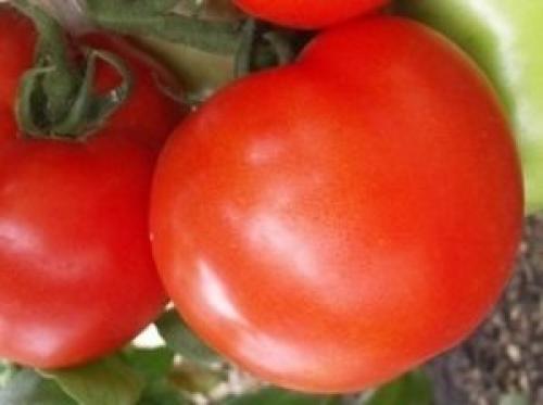 Какой тип почвы наиболее подходит для выращивания томатов Таня F1. Томат «Таня» F1: описание сорта