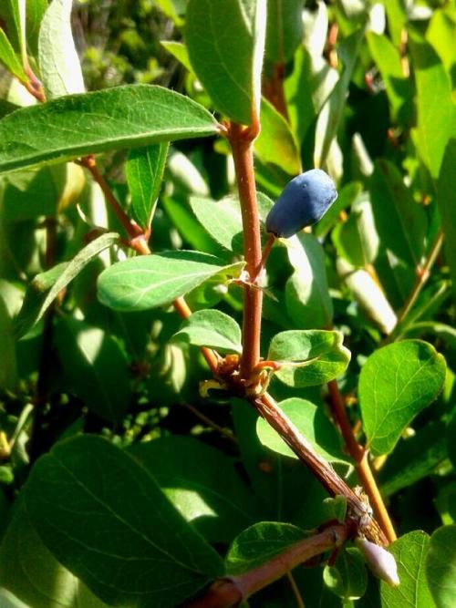 Размножение жимолости черенками весной. Как я размножаю жимолость