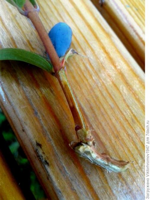 Размножение жимолости черенками весной. Как я размножаю жимолость