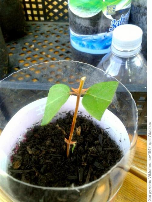 Размножение жимолости съедобной черенками. Как я размножаю жимолость