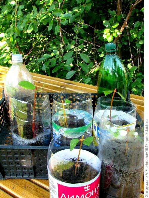 Размножение жимолости съедобной черенками. Как я размножаю жимолость