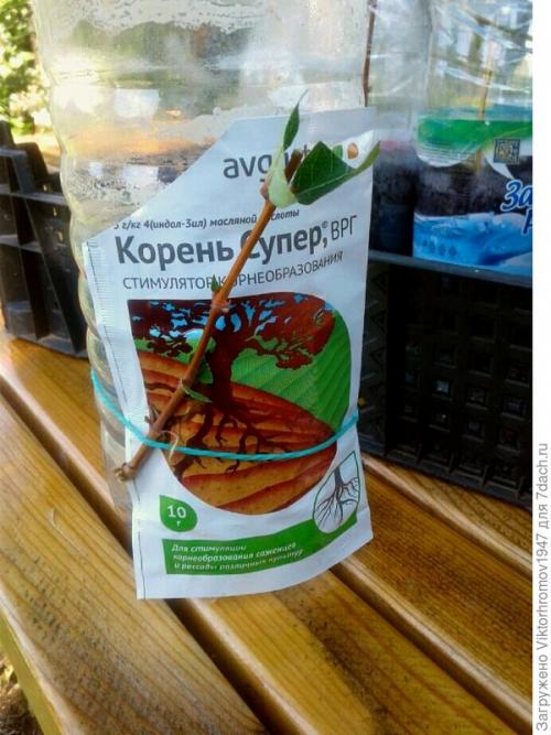 Размножение жимолости съедобной черенками. Как я размножаю жимолость