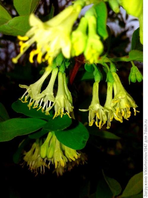 Размножение жимолости черенками весной. Как я размножаю жимолость