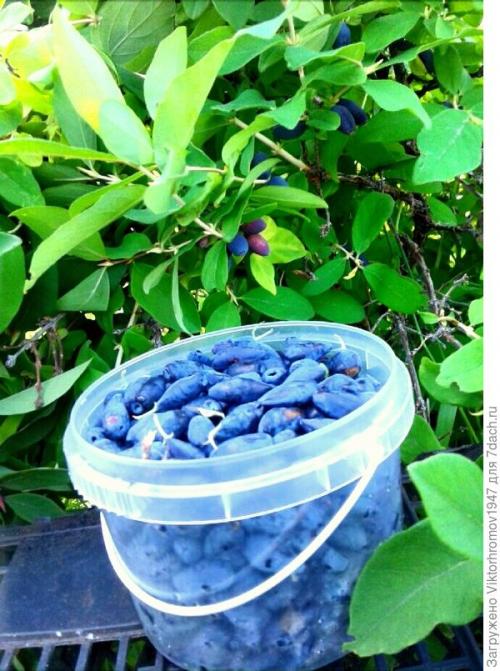 Размножение жимолости черенками весной. Как я размножаю жимолость