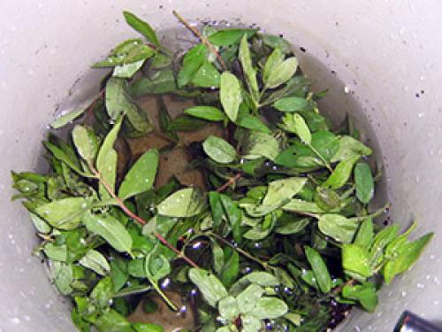 Размножение жимолости зелеными черенками. Как размножить жимолость черенками весной 07