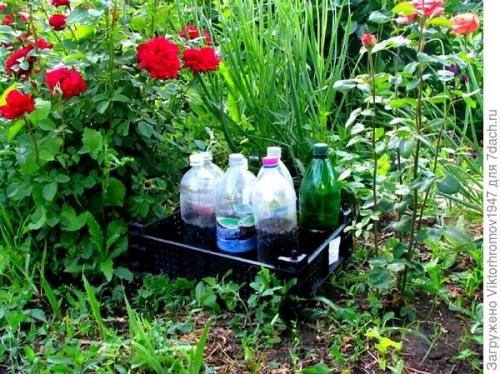 Размножение жимолости съедобной черенками. Как я размножаю жимолость