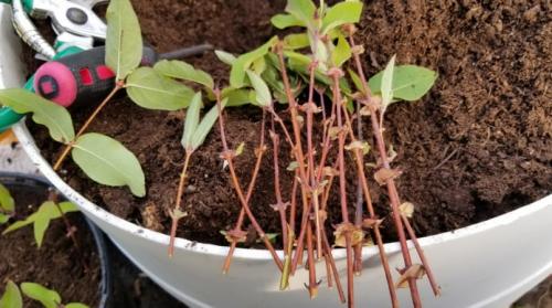 Размножение жимолости зелеными черенками. Как размножить жимолость черенками весной 01