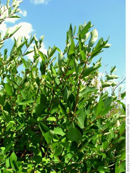 Размножение жимолости черенками весной. Как я размножаю жимолость