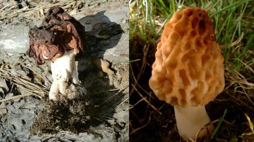 Каким образом проводить дополнительные исследования и тесты, чтобы убедиться в безопасности съедобности грибов, взятых в лесу. Токсичный тест. А вы сможете отличить съедобные грибы от ядовитых?