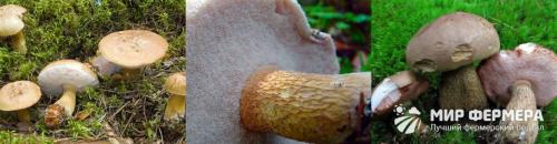 Существуют ли специфические запахи, которые помогут отличить настоящий белый гриб от подделки. Ложный белый гриб: фото и описание