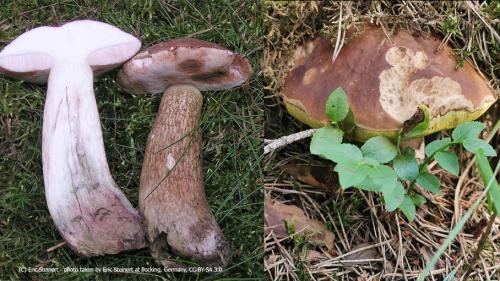 Каким образом проводить дополнительные исследования и тесты, чтобы убедиться в безопасности съедобности грибов, взятых в лесу. Токсичный тест. А вы сможете отличить съедобные грибы от ядовитых?