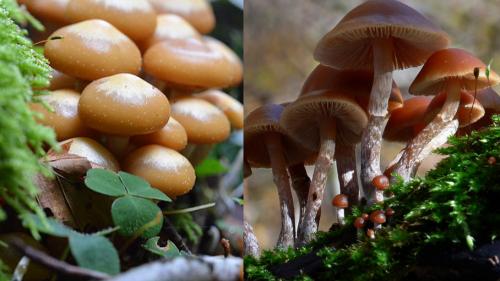 Каким образом проводить дополнительные исследования и тесты, чтобы убедиться в безопасности съедобности грибов, взятых в лесу. Токсичный тест. А вы сможете отличить съедобные грибы от ядовитых?