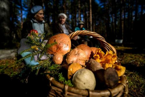Какие меры безопасности важно соблюдать при сборе грибов, чтобы не ошибиться с выбором видов. Как собирать грибы: срывайте, складывайте в корзинку и не доверяйте приложениям в смартфонах