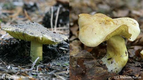 Каким образом проводить дополнительные исследования и тесты, чтобы убедиться в безопасности съедобности грибов, взятых в лесу. Токсичный тест. А вы сможете отличить съедобные грибы от ядовитых?