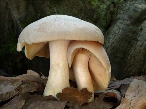 Опасный подражатель: как отличить несъедобный двойник белого гриба 07 Опасный подражатель: как отличить несъедобный двойник белого гриба 07