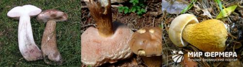 Существуют ли специфические запахи, которые помогут отличить настоящий белый гриб от подделки. Ложный белый гриб: фото и описание