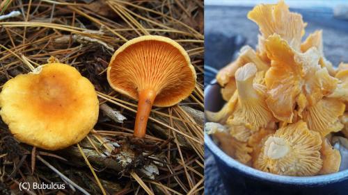 Каким образом проводить дополнительные исследования и тесты, чтобы убедиться в безопасности съедобности грибов, взятых в лесу. Токсичный тест. А вы сможете отличить съедобные грибы от ядовитых?