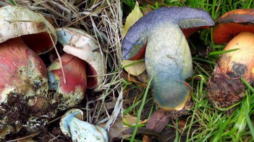 Каким образом проводить дополнительные исследования и тесты, чтобы убедиться в безопасности съедобности грибов, взятых в лесу. Токсичный тест. А вы сможете отличить съедобные грибы от ядовитых?