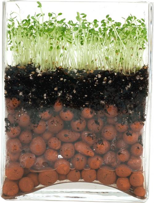 Как хранить семена Таня F1 для сохранения их всхожести. Как хранить семена зимой