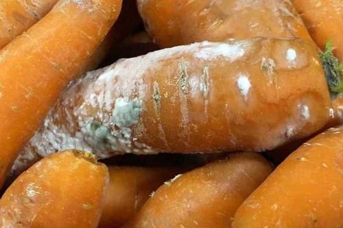 Как морковная муха и чёрная гниль влияют на урожай моркови. Основные вредители и болезни моркови: как распознать и избавиться?