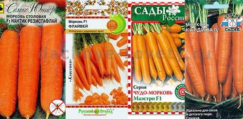 Устойчивость сортов моркови к морковной мухе и черной гнили: ключ к высоким урожаям 10 Устойчивость сортов моркови к морковной мухе и черной гнили: ключ к высоким урожаям 10