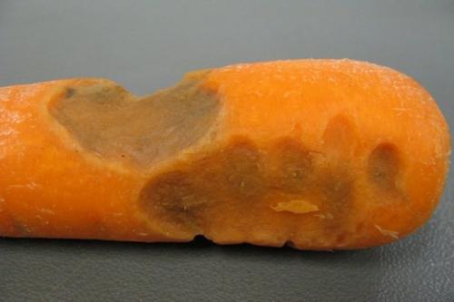 Как морковная муха и чёрная гниль влияют на урожай моркови. Основные вредители и болезни моркови: как распознать и избавиться?