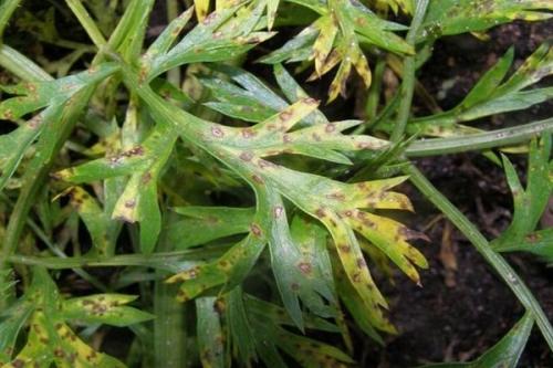 Как морковная муха и чёрная гниль влияют на урожай моркови. Основные вредители и болезни моркови: как распознать и избавиться?