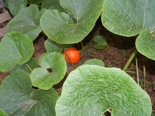 Как выращивать длинную тыкву. Крепкая рассада тыквы