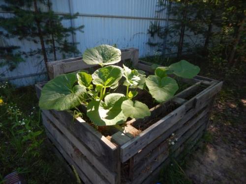 Как выращивать длинную тыкву. Крепкая рассада тыквы