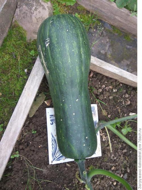 Каковы особенности длинной тыквы. Тыква Семейная: как мерить будем - в килограммах или сантиметрах?