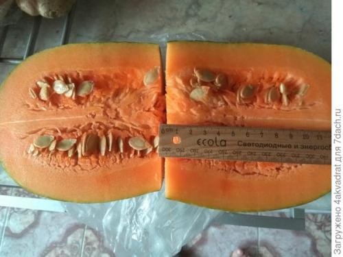 Каковы особенности длинной тыквы. Тыква Семейная: как мерить будем - в килограммах или сантиметрах?